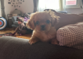 Maltipoo yavru